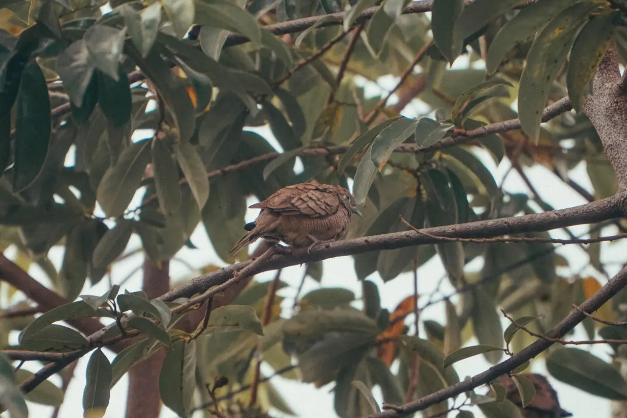 Seeing this bird perched on a tree branch ...